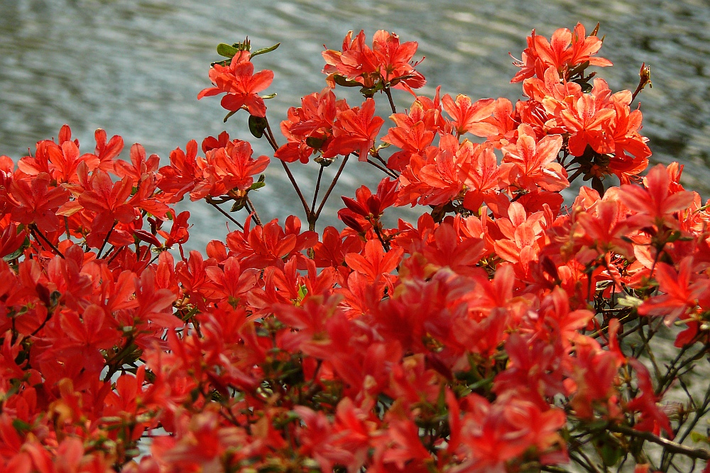 Rhododendron am See