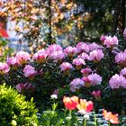 Rhododendron am Spätnachmittag