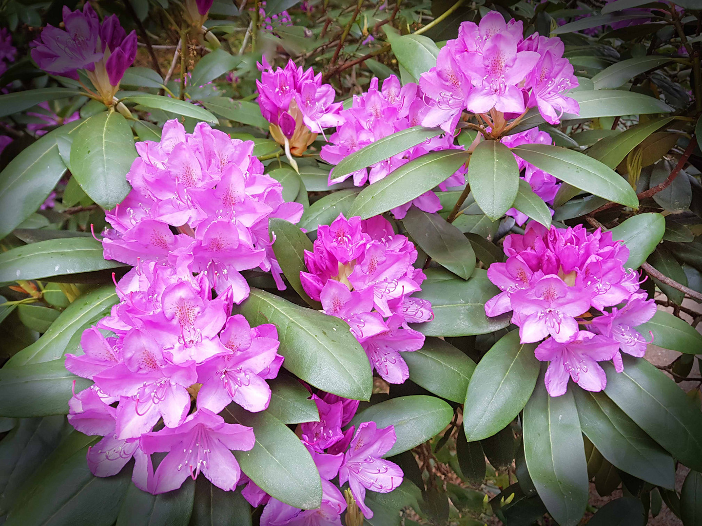 Rhododendron an dem Gerolsauer Wasserfall