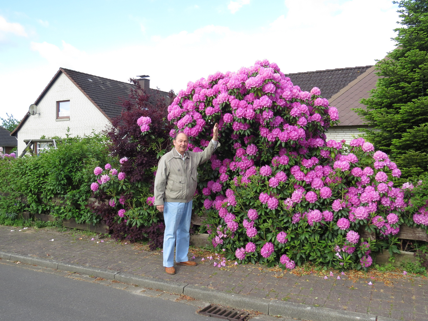  Rhododendron an der Strasse