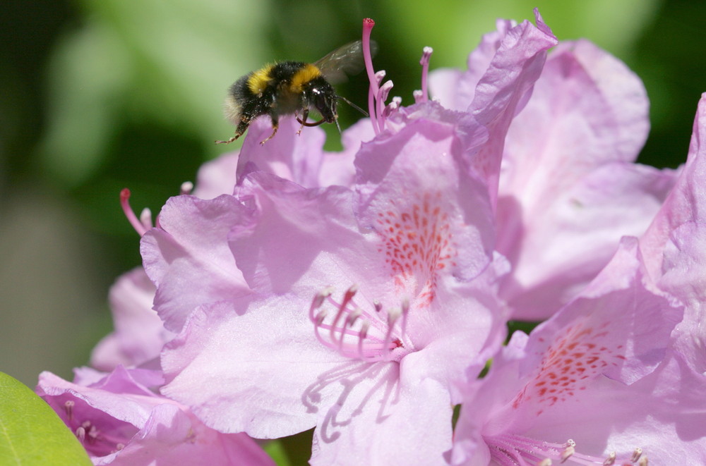 rhododendron an hummel - bitte kommen!