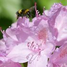 rhododendron an hummel - bitte kommen!