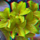 Rhododendron - Anaglyphe