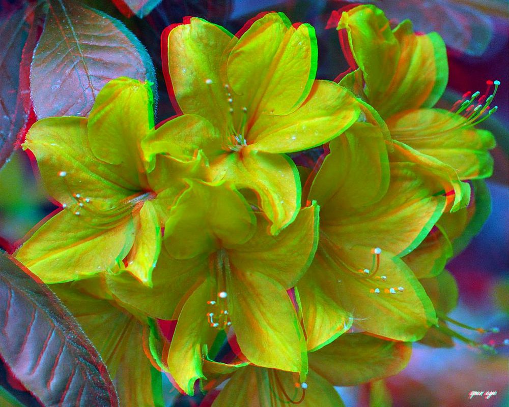 Rhododendron - Anaglyphe