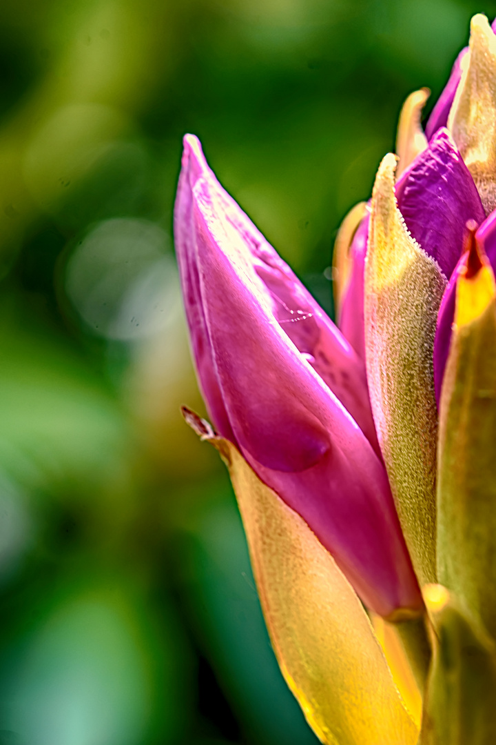 Rhododendron (ANN_8975)