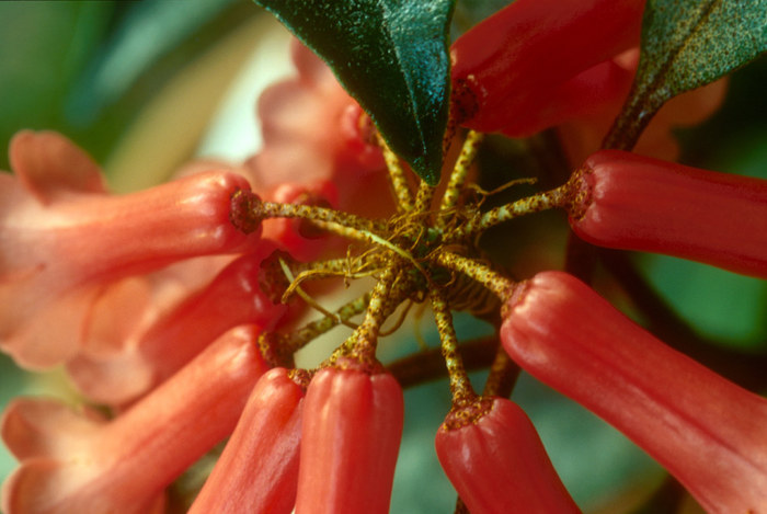 Rhododendron apoanum