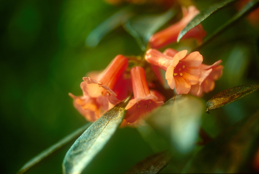 Rhododendron apoanum2