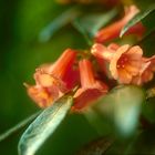 Rhododendron apoanum2