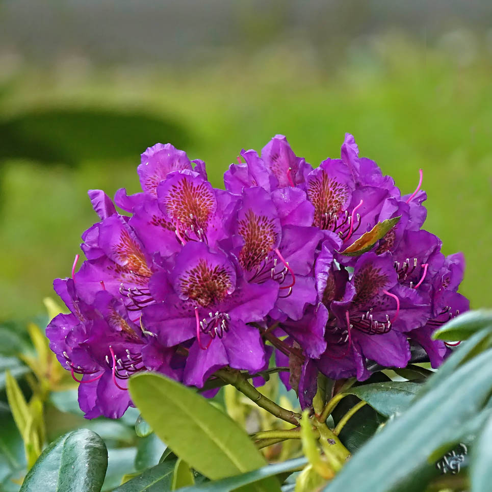 Rhododendron au Jardin