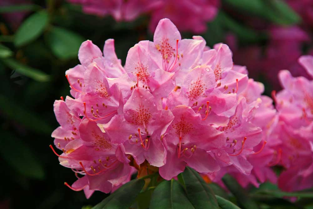 Rhododendron auf der Insel Mainau