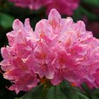 Rhododendron auf der Insel Mainau