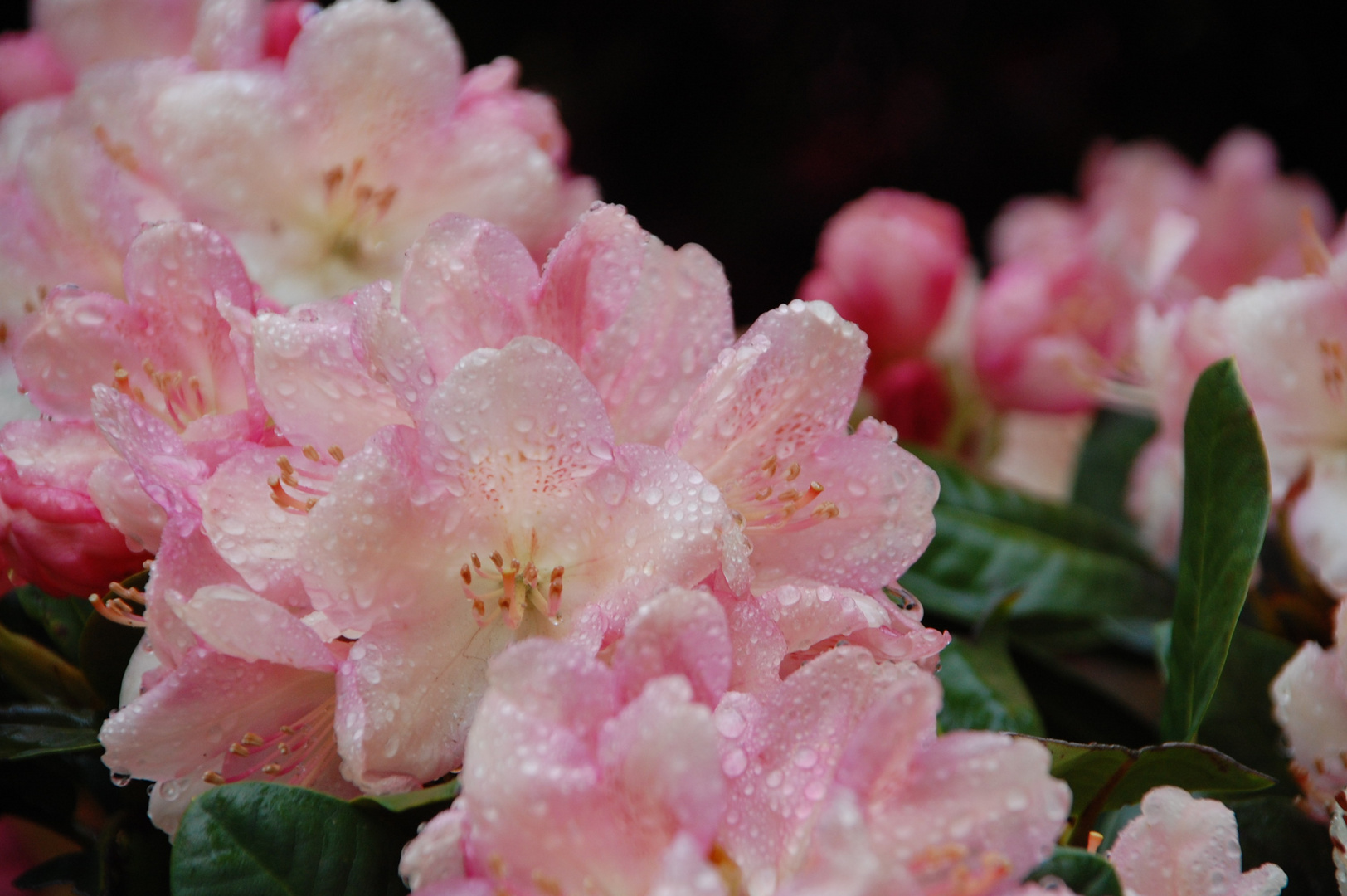 Rhododendron auf der Rhodo 2010