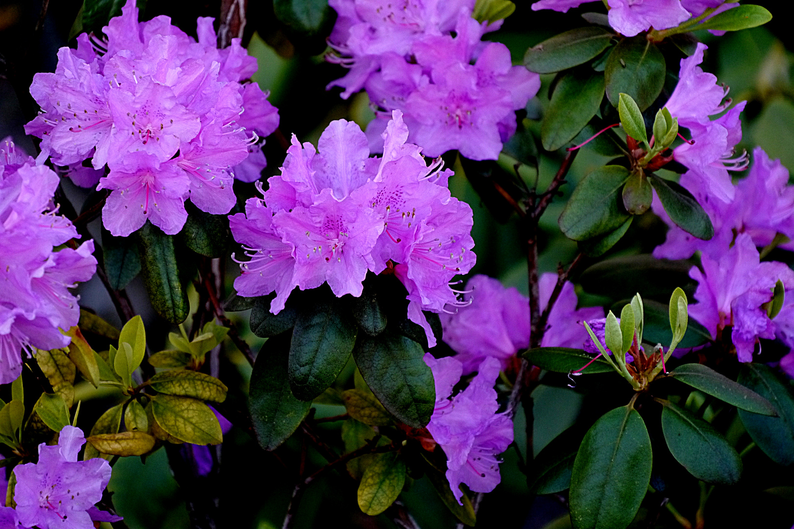 Rhododendron auf unserer Straße ein Frühlingsbote.