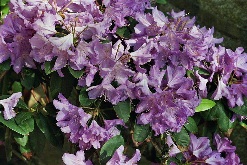 Rhododendron aus meinem Garten