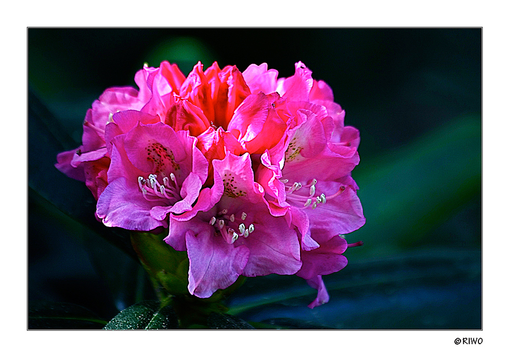 Rhododendron aus unserem Garten.....