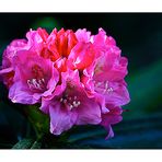 Rhododendron aus unserem Garten.....