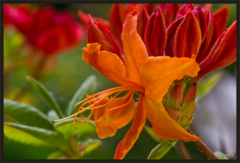 Rhododendron Azalea Mollis Molle Hybriden