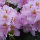 Rhododendron