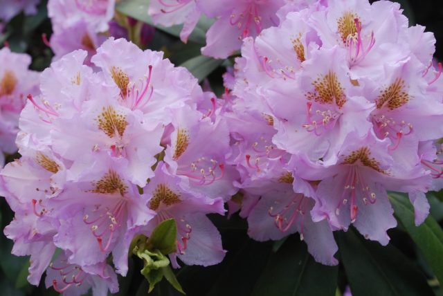 Rhododendron