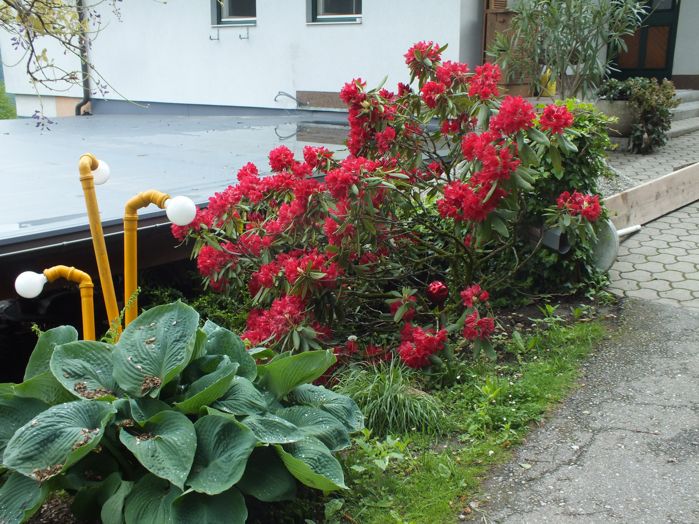 Rhododendron