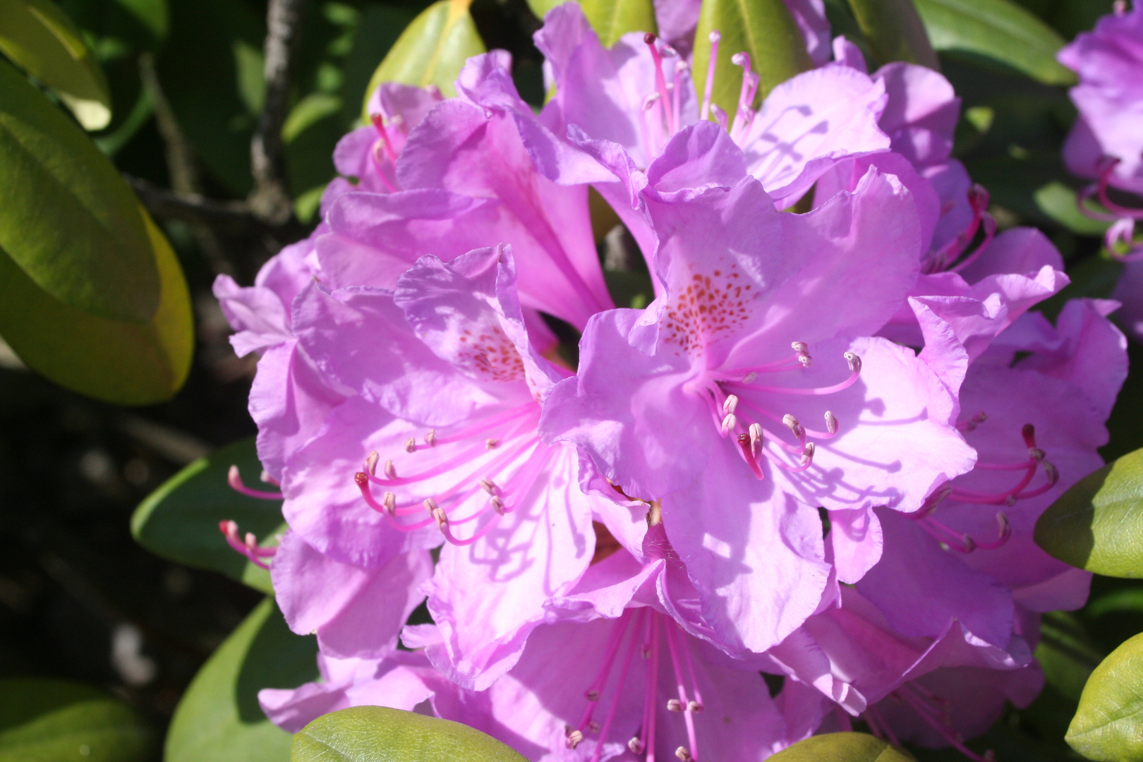 Rhododendron