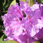 Rhododendron