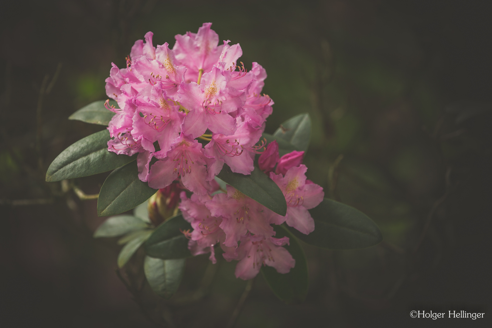  - Rhododendron - 