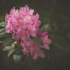  - Rhododendron - 