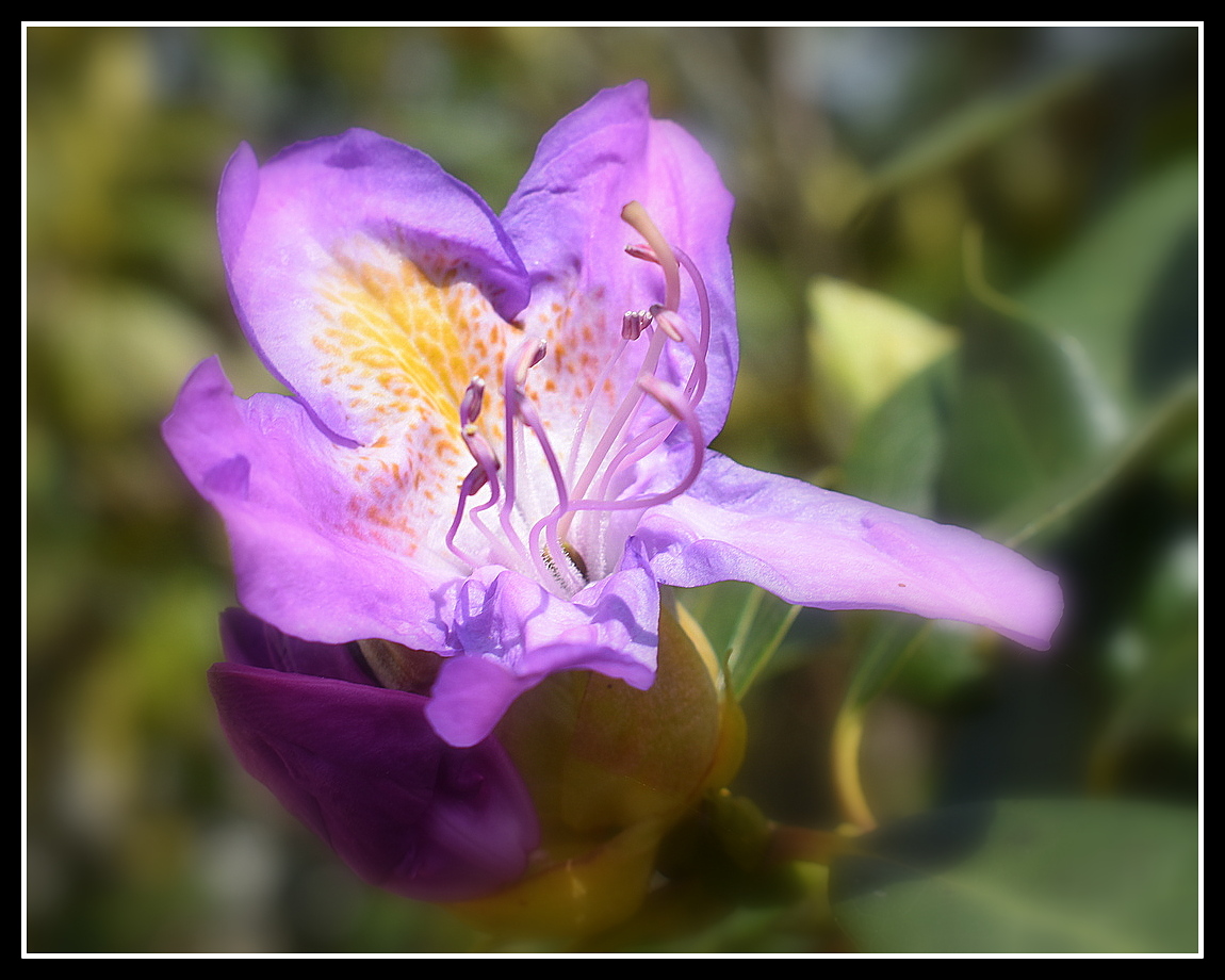 rhododendron