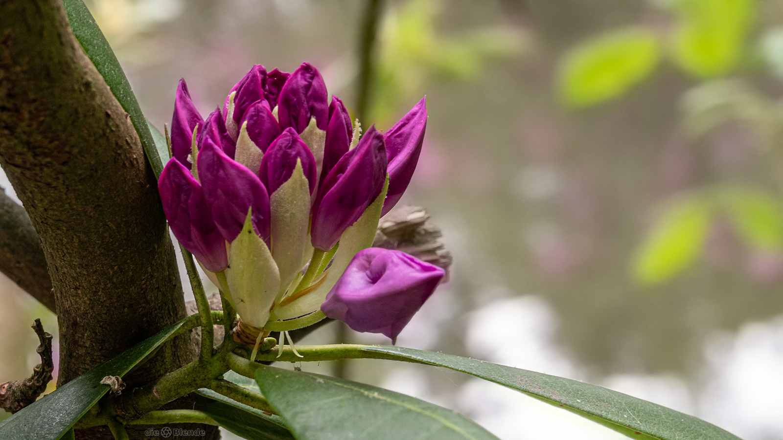 Rhododendron