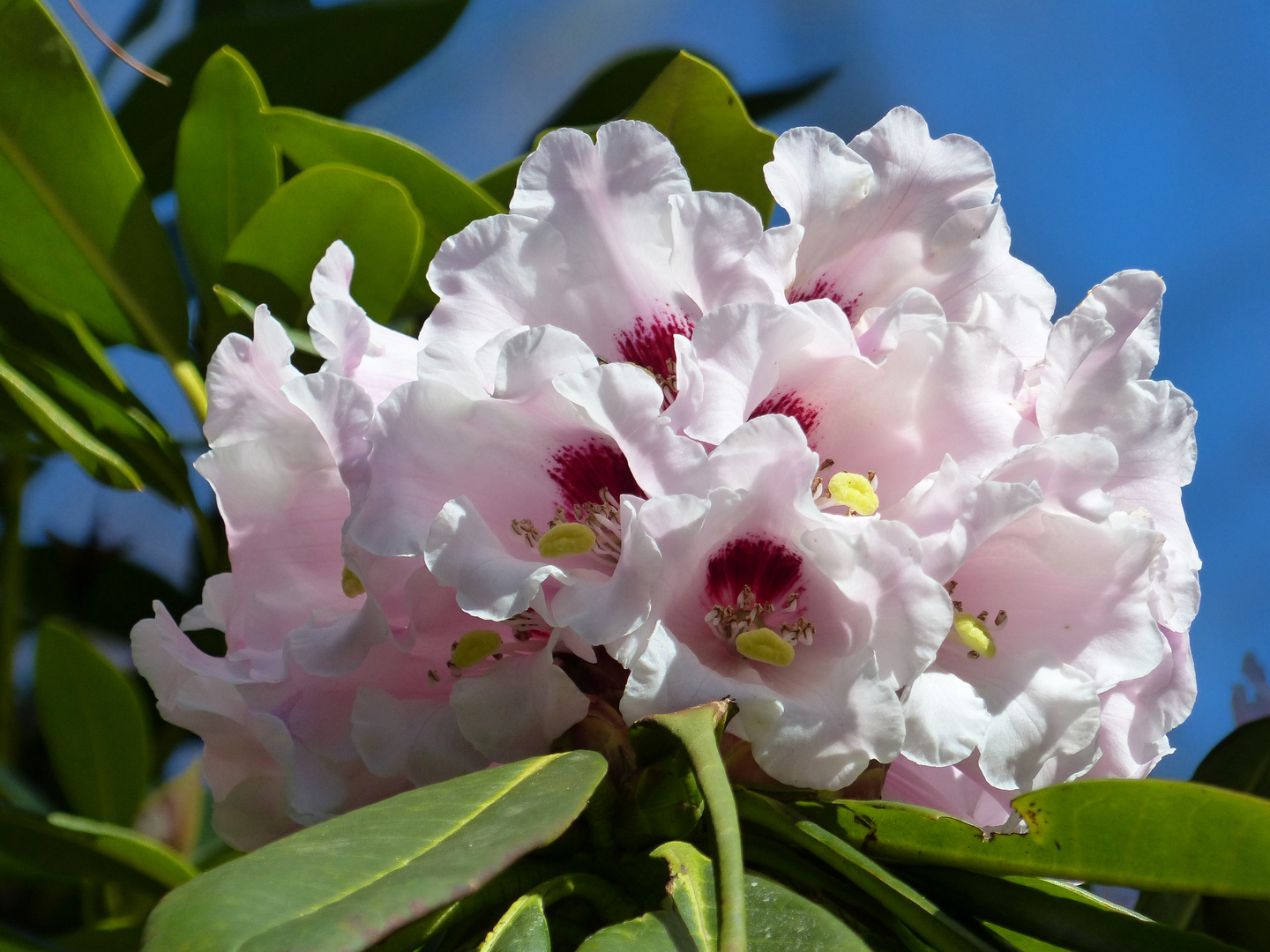 RHODODENDRON