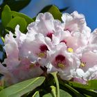 RHODODENDRON