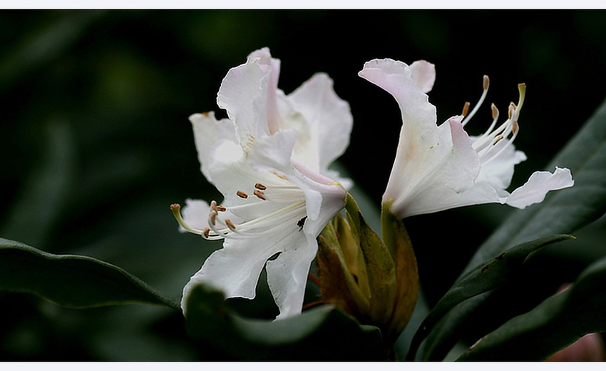 Rhododendron