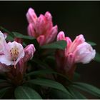 Rhododendron