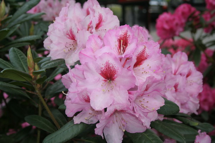 Rhododendron