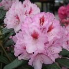 Rhododendron