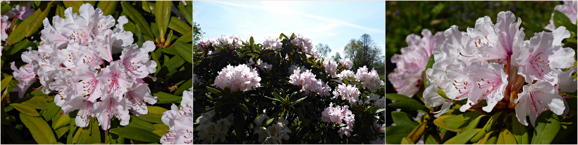 Rhododendron