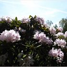 Rhododendron