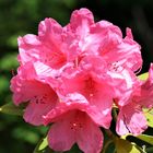 Rhododendron