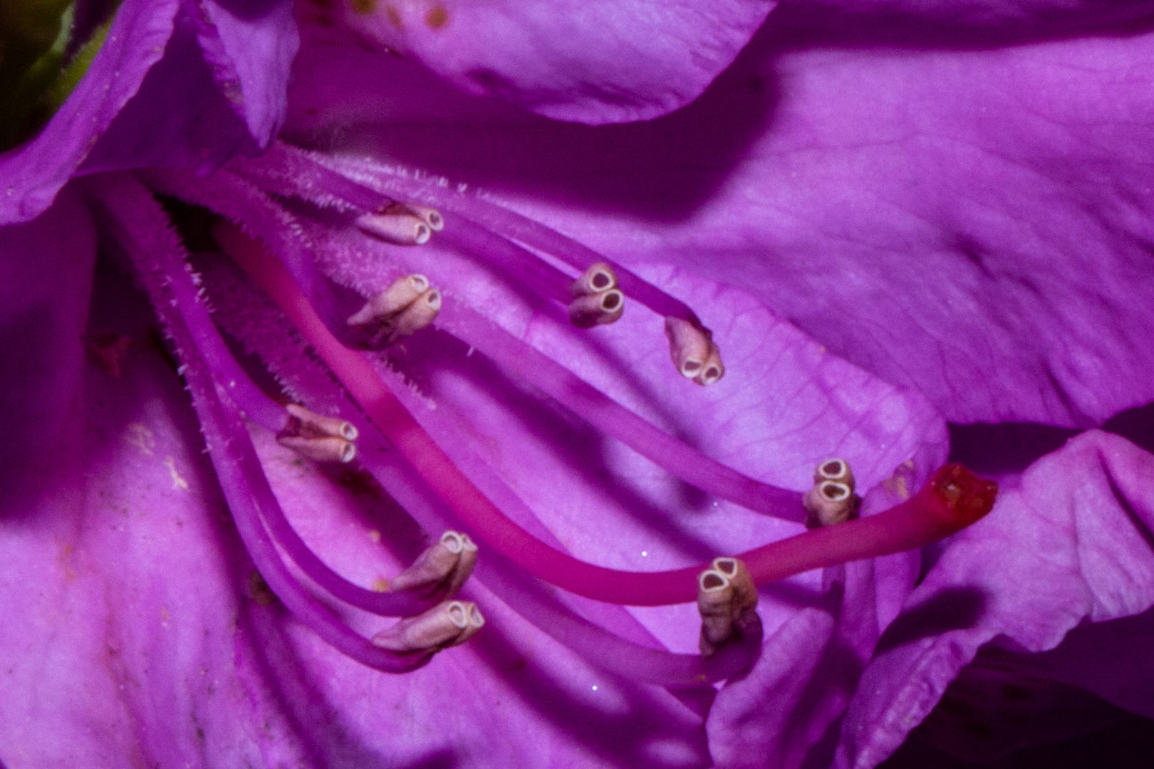 Rhododendron