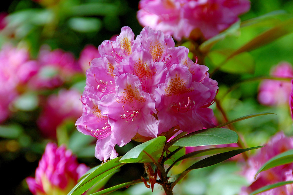 Rhododendron