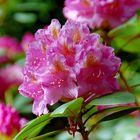 Rhododendron