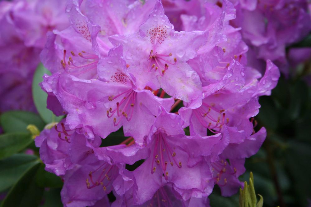 Rhododendron