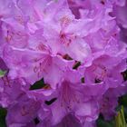 Rhododendron