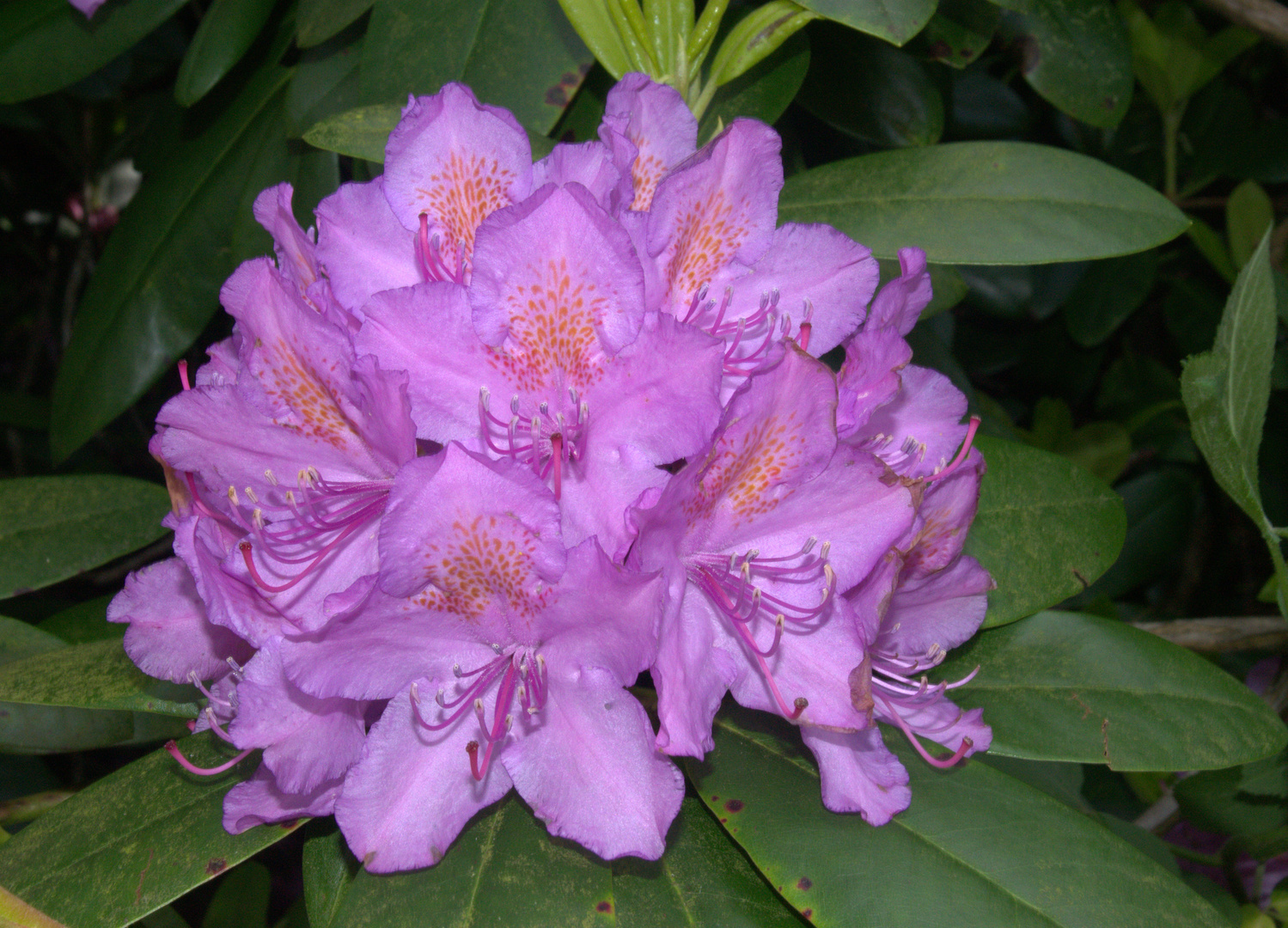 Rhododendron