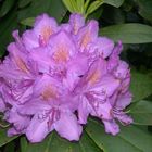 Rhododendron