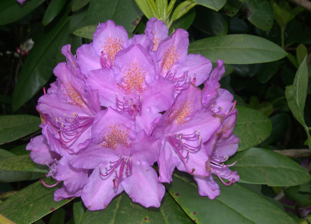 Rhododendron