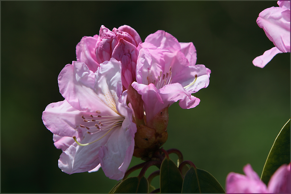 Rhododendron