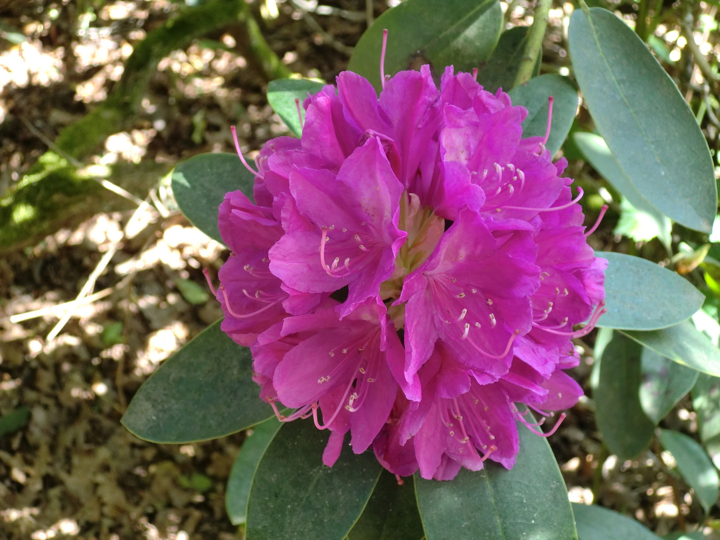 Rhododendron