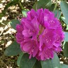 Rhododendron